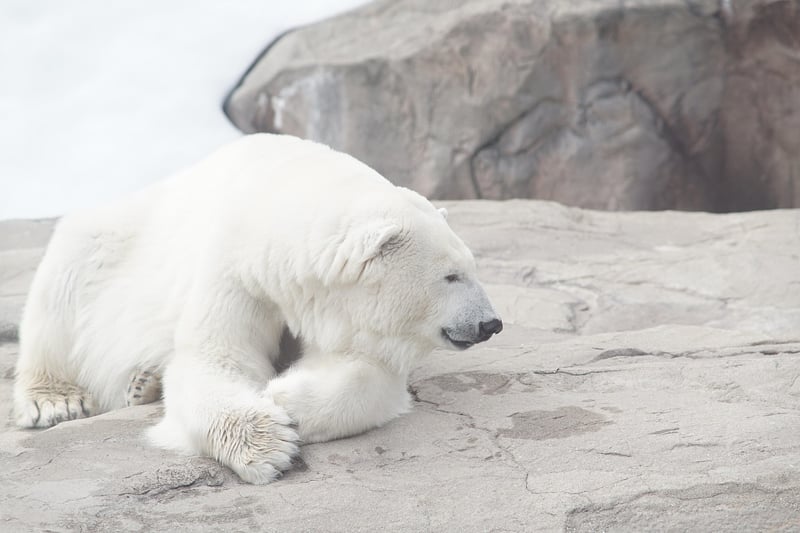 Polar Promise